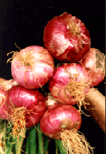 KP Onions
